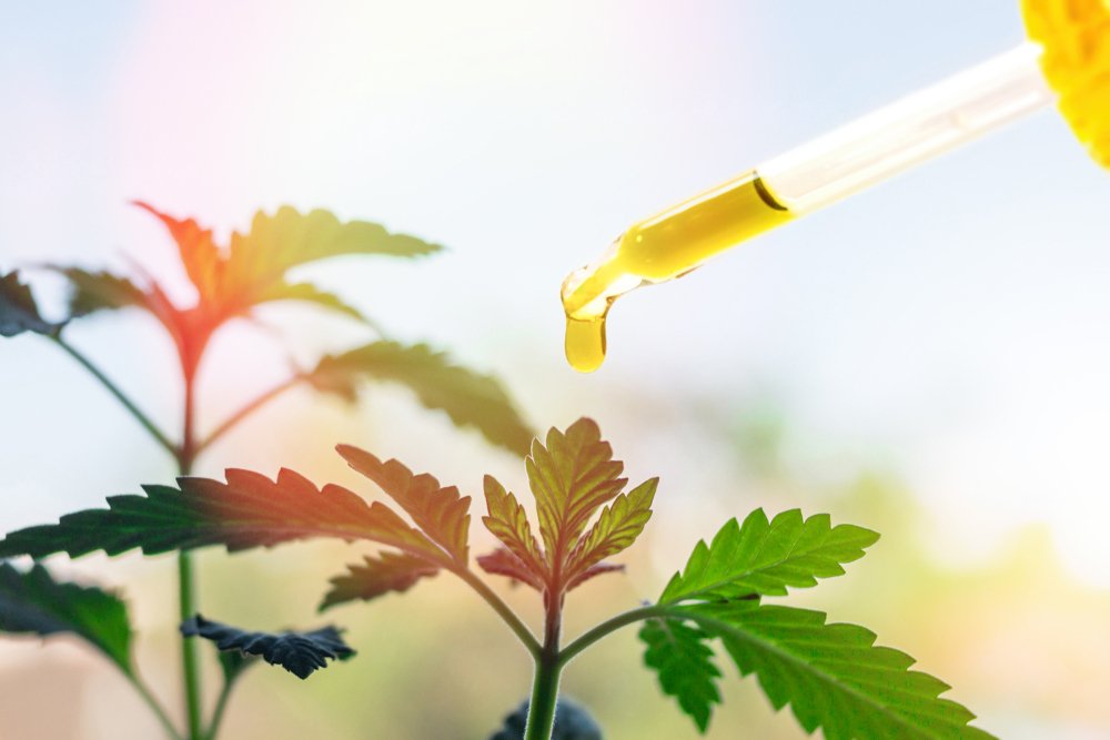 CBD extraction process